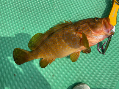 ジギング&LJで高級魚五目達成！