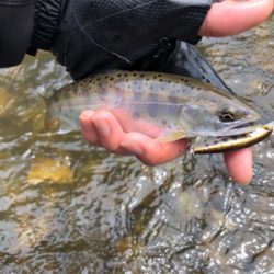 ミノーイングの練習