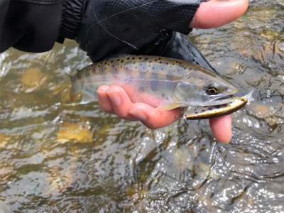 ミノーイングの練習