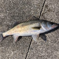 岸壁シーバス釣行