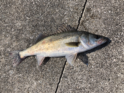 岸壁シーバス釣行