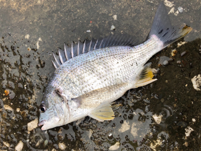 雨のチニング 新調リールにて