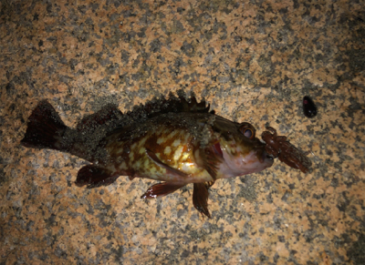 テキサスでロックフィッシュ！