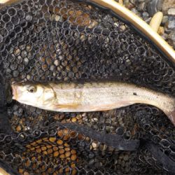 アマゴandウグイ