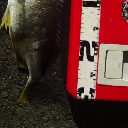 アジング 練習 143