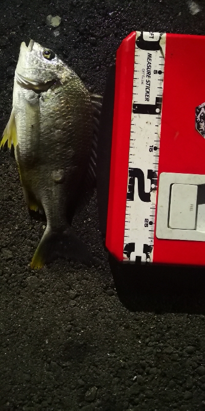 アジング 練習 143