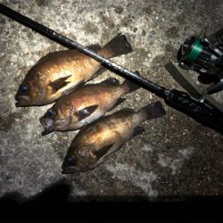 プラグでも、ワームでも!