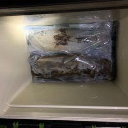 春イカエギング