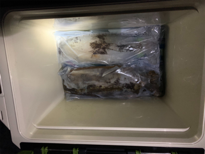 春イカエギング