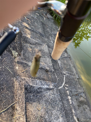自粛継続中　海はまだ釣り物少ないし