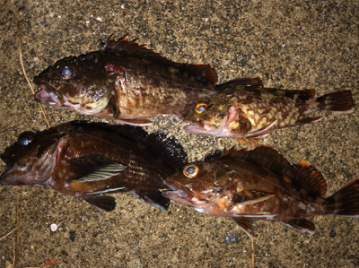 ようやく少しだけ解禁しました