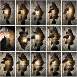 2020ライトゲーム第14戦