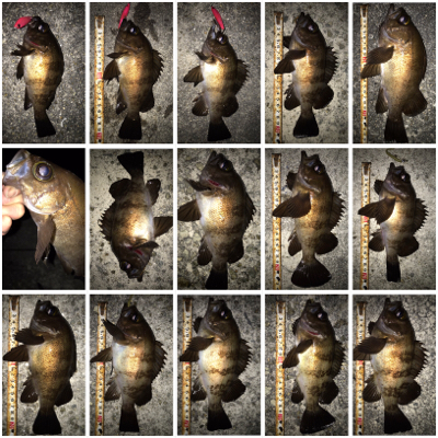 2020ライトゲーム第14戦