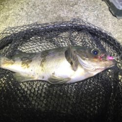 フローとメバリング