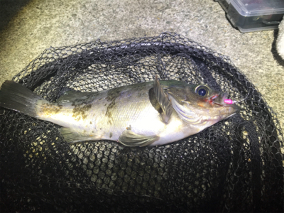 フローとメバリング