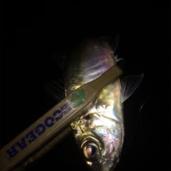 アジもメバルもどっちもいいね!