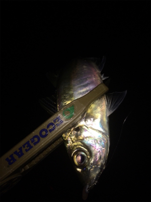 アジもメバルもどっちもいいね!