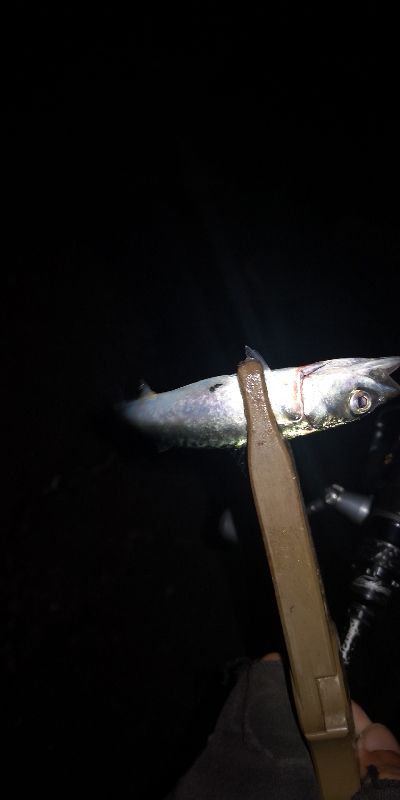 アジング 練習144