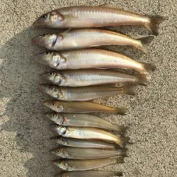 ライトタックルでキス釣り