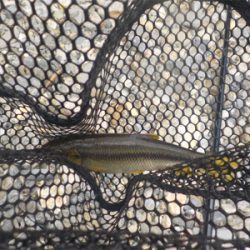 カワムツ釣り？いやいやアマゴ狙い苦笑