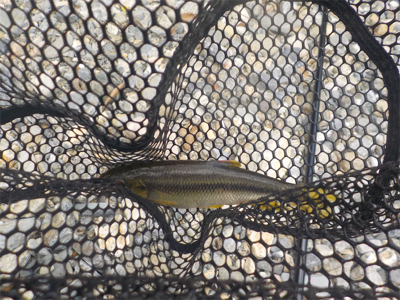 カワムツ釣り？いやいやアマゴ狙い苦笑