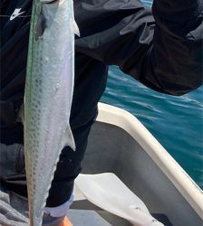 敦賀湾小舟釣り