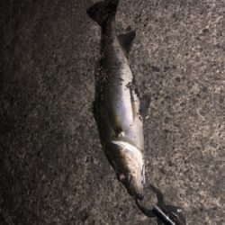 バチ抜けシーバス