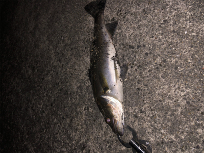 バチ抜けシーバス