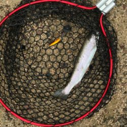 大雨のトラウト