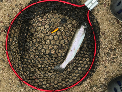 大雨のトラウト