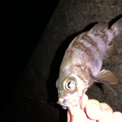 メバリングという名のチニング