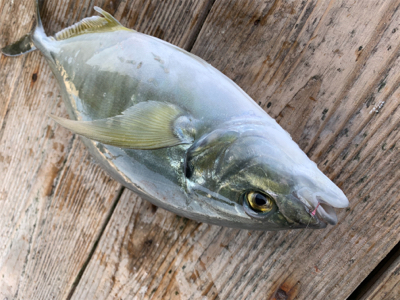 ポート田尻にて