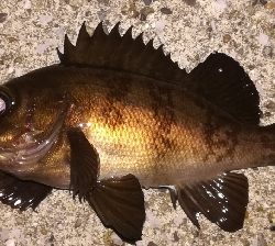 メバリング1835〜1920