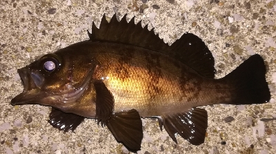 メバリング1835〜1920