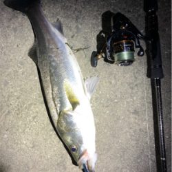 ナイトシーバス！