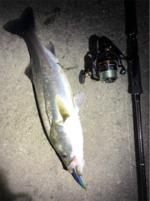 ナイトシーバス！