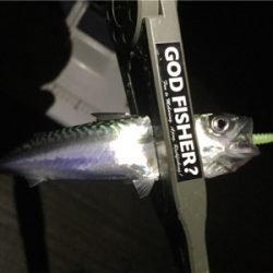 子サバに邪魔されて (^_^;)