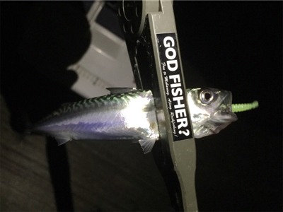 子サバに邪魔されて (^_^;)