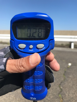 久しぶりのアオリイカ  GET!＼(^o^)／