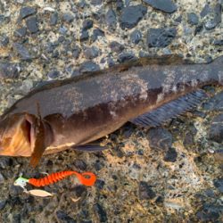 自粛解除で釣果炸裂！