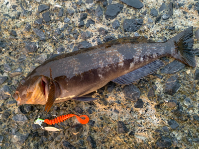 自粛解除で釣果炸裂！