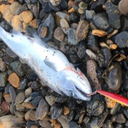 北海道 海サクラマス 海アメマス