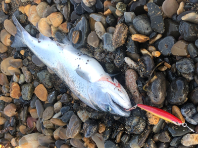 北海道 海サクラマス 海アメマス