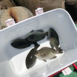 フカセでグレ釣り