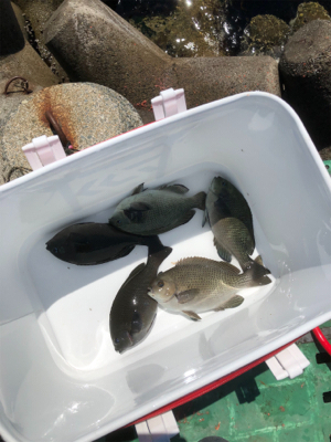 フカセでグレ釣り