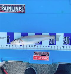 ちょい投げです。