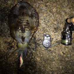 アオリイカ 2.1KG