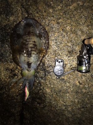 アオリイカ 2.1KG