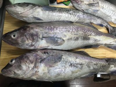 中深海ジギング