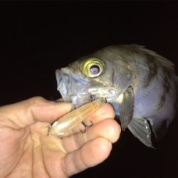 メバルトップゲーム